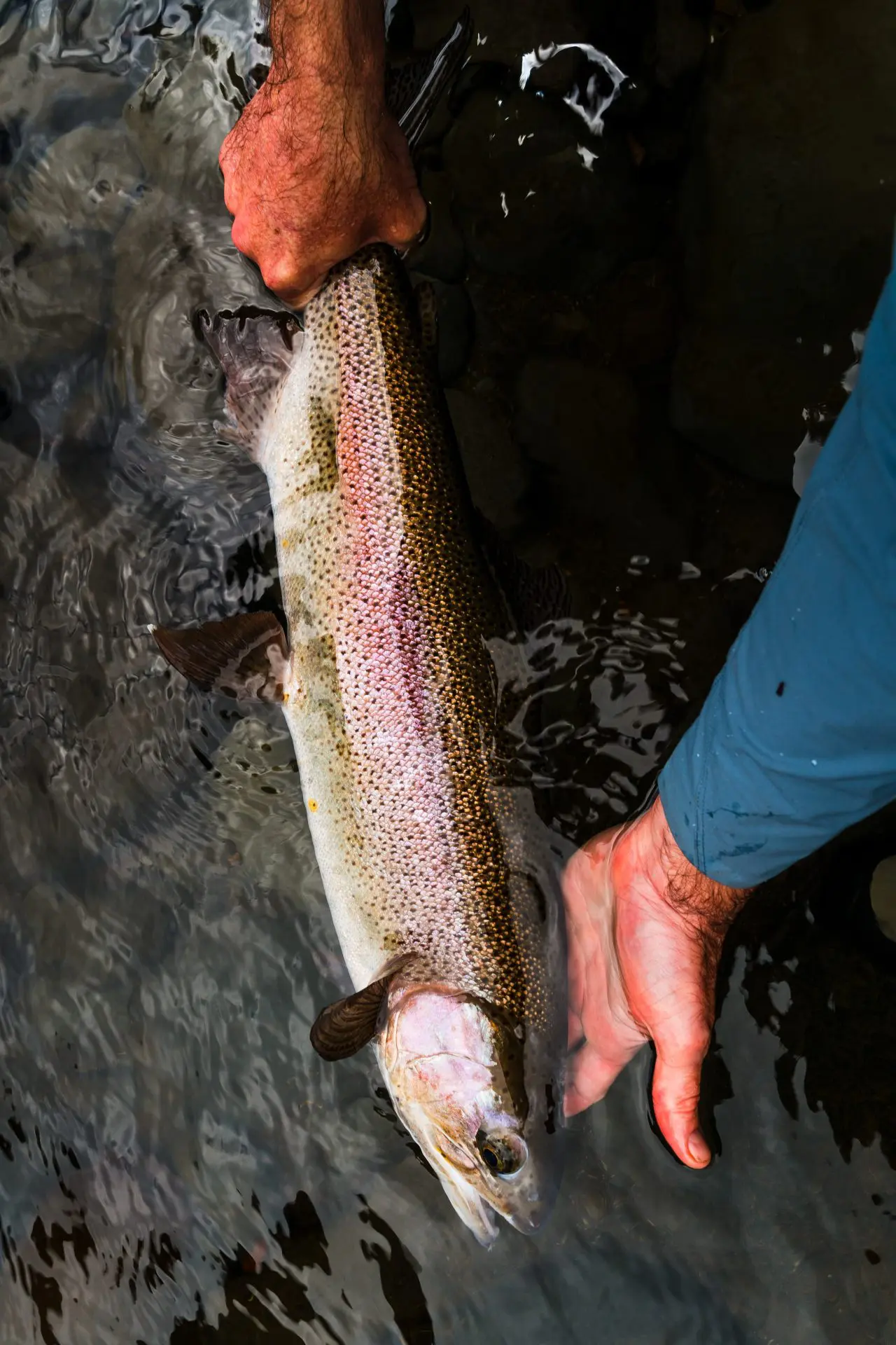 New Zealand Rainbow