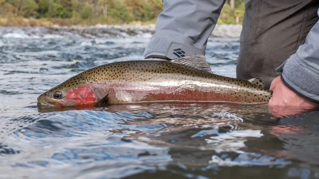 New Zealand Rainbow Trout