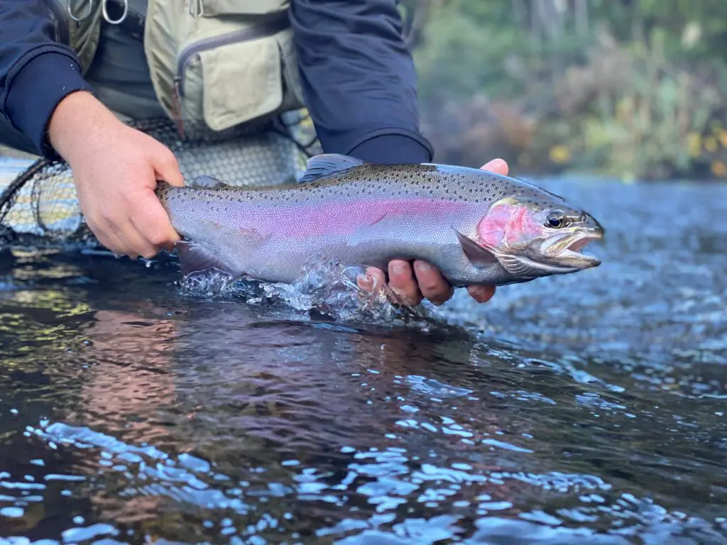 Trout Caught Fly Fishing New Zealand