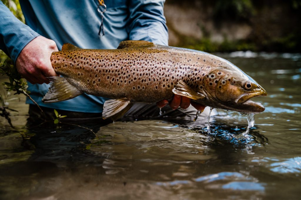 Local River Trout