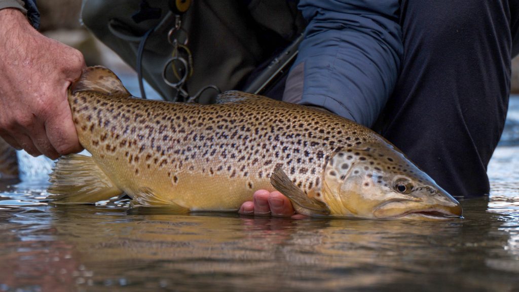 New Zealand Brown Trou