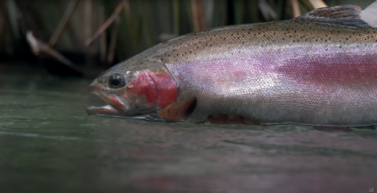 Nz Waters Catch Magazine 1